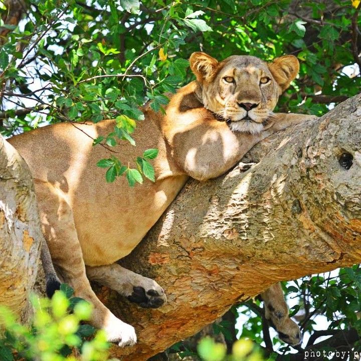 AATT Safari
